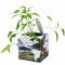 Blumenkasten (6x6x6 cm) - Topgiving